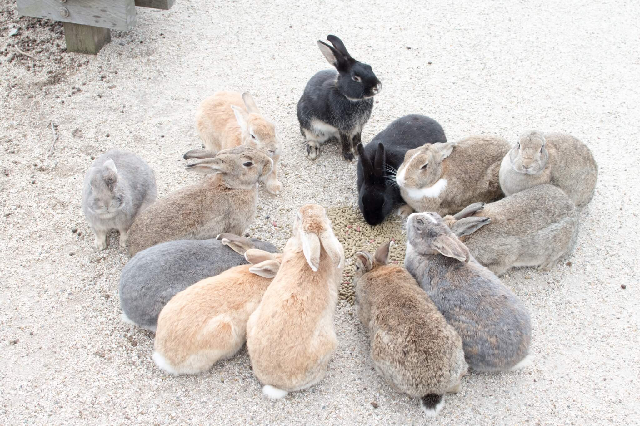 Prim | Blog | 大久野島「うさぎの楽園」 – Primitive-Seed | 株式会社inks